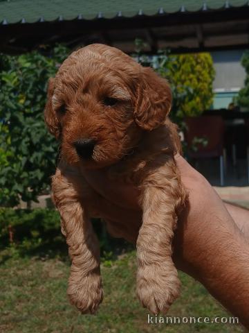 Caniche Toy chiots à vendre