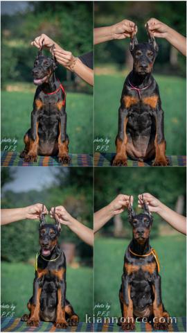 Doberman chiots à vendre