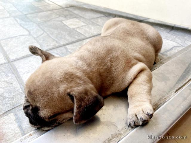 Bouledogue français chiot