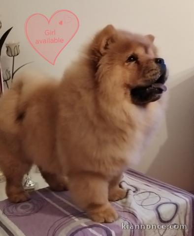 Chow Chow chiens à vendre