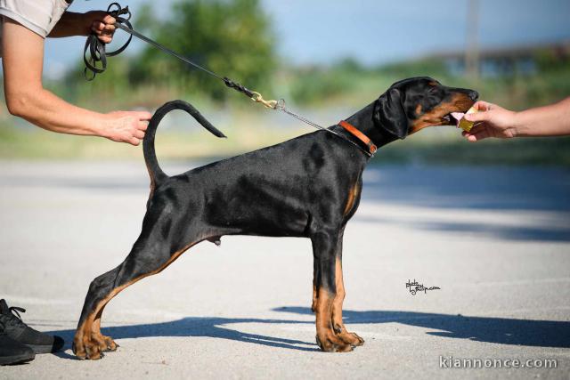 DOBERMAN chiots à vendre