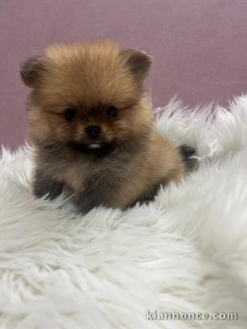 Pomeranian BOO chiots