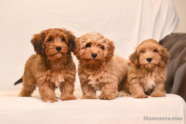 Bichon Havanais chiots