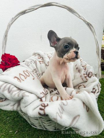 Bouledogue Français chiots