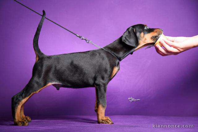 DOBERMAN chiots à vendre