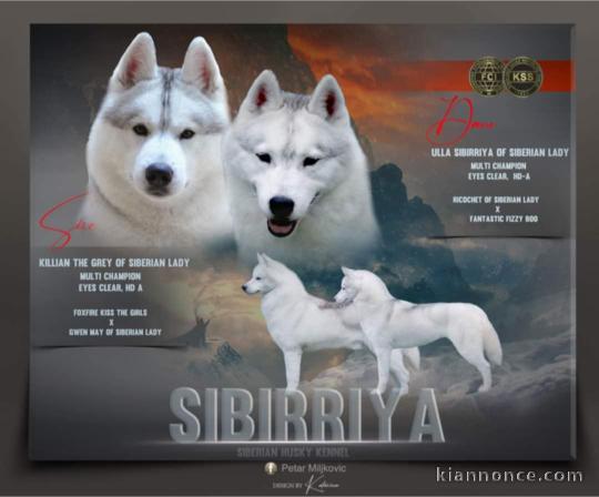 Cachorros de husky siberiano