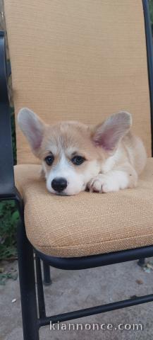 Pembroke Welsh Corgi chiots