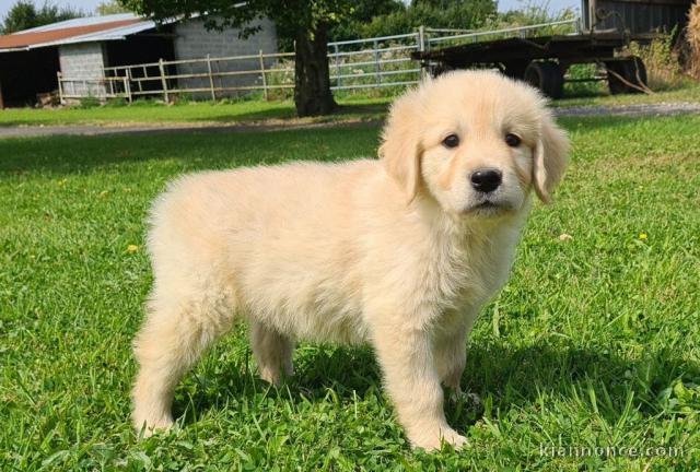 chiots golden retriever a donner