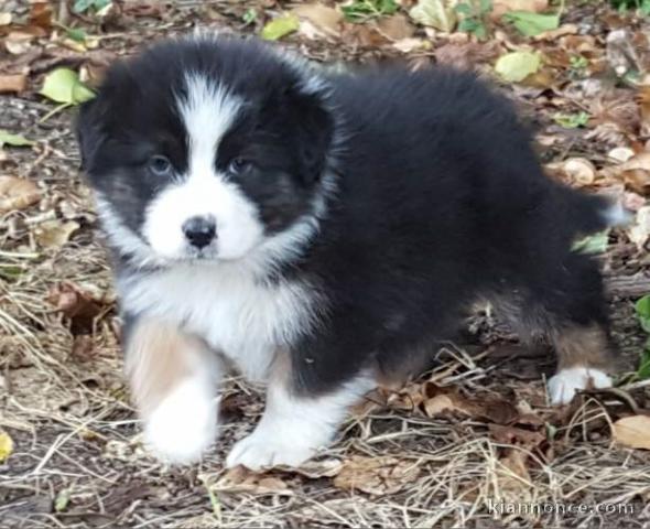 chiot berger australiens a donner