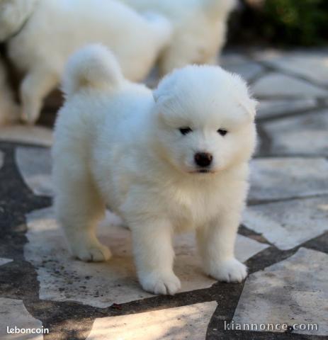 Chiots samoyede  a donner