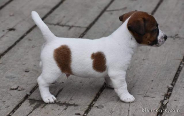 Chiot jack russell a donner