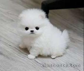 chiot Spitz pomeranian  a donner