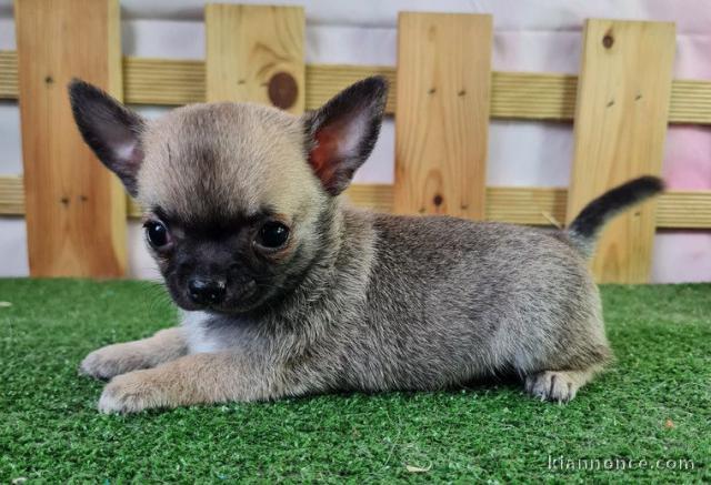 Chiot chihuahua  a donner