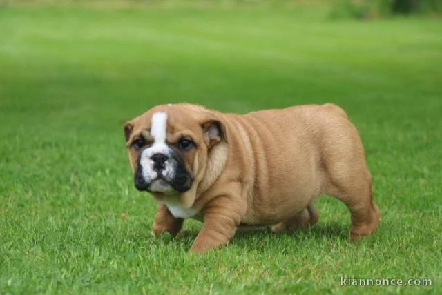 chiots bulldog anglais femelle et mâle a donner