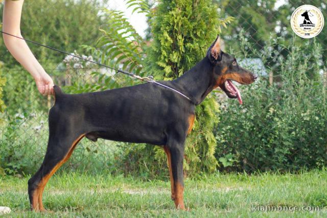 Doberman chiots à vendre