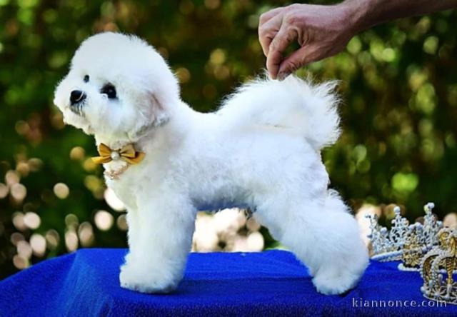 Bichon Frisé chiot à vendre