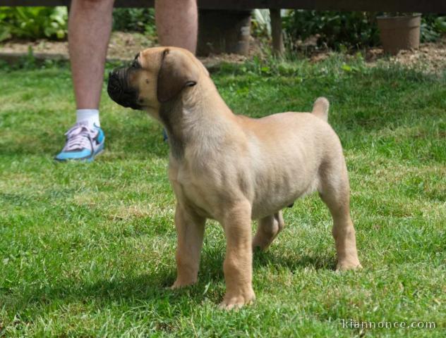 Boerboel (Dogue d\