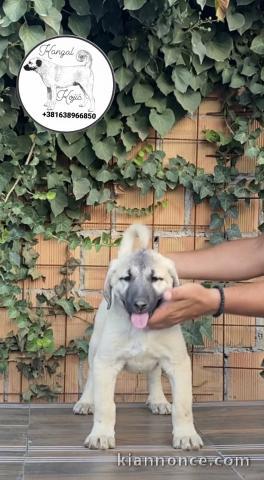 Chiots Kangal turc à vendre