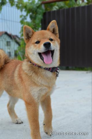 Shiba Inu chiots à vendre