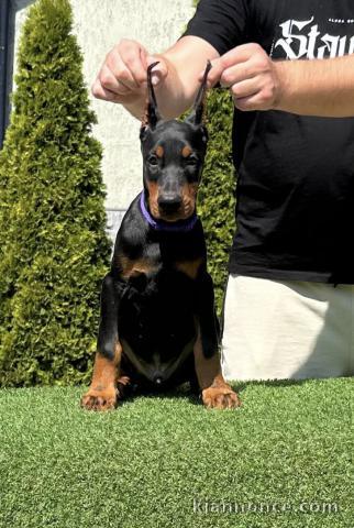 DOBERMAN chiots à vendre