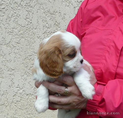 chiots cavalier king charles spaniel a donner