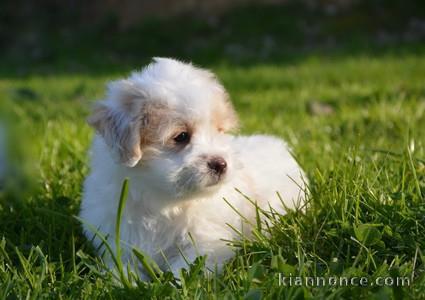 Chiots Coton de Tulear