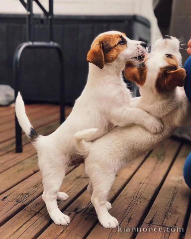 chiots jack russel adorable