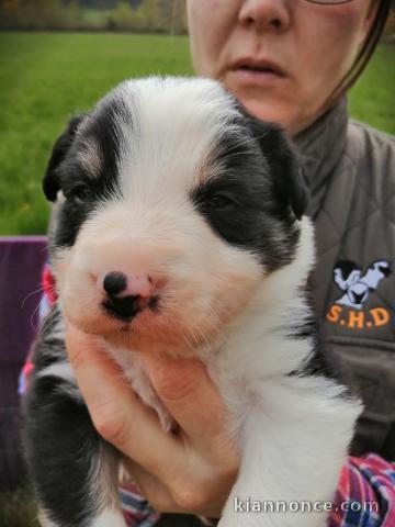 Chiots Border Collie Adorable