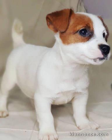 chiots jack russel adorable