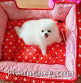 Chiots Spitz Nain Pomeranien