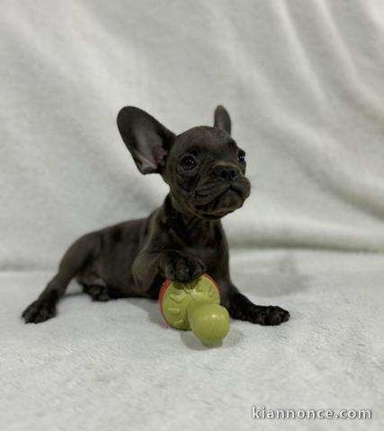 Bouledogue Français chiots