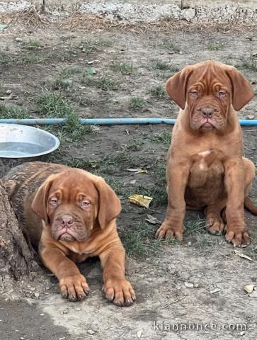 Dogue de Bordeaux chiots