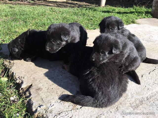 Chiots Berger Allemand Noir