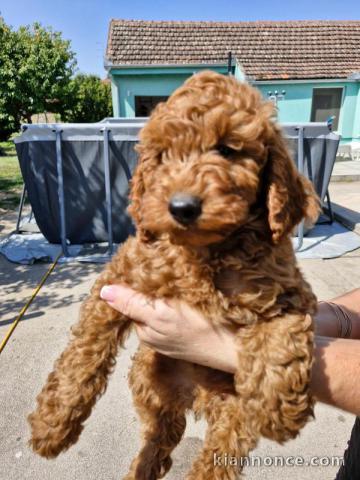 Caniche Toy chiots à vendre