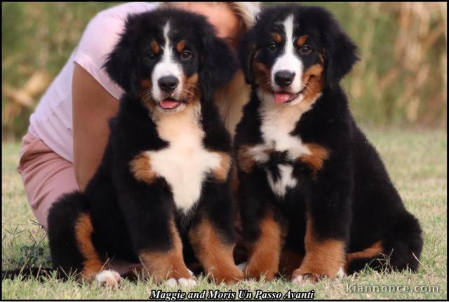 Chiots Bouvier Bernois