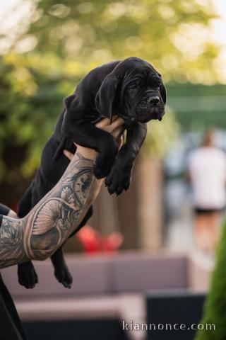 Cane Corso chiots à vendre