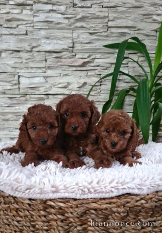 Caniche Toy rouge chiots à vendre