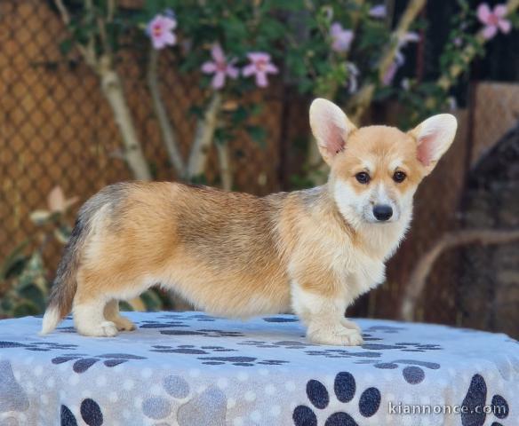 Welsh Corgi Pembroke chiots à vendre