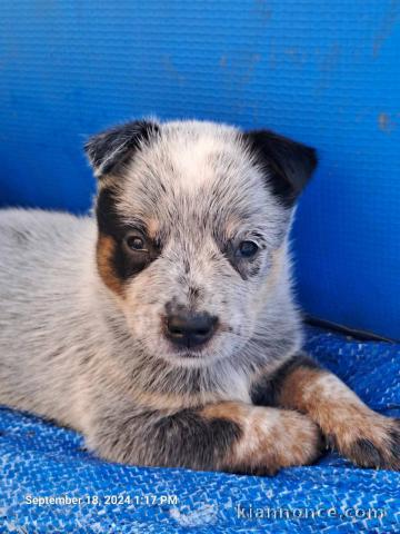 Bouvier australien Chiots