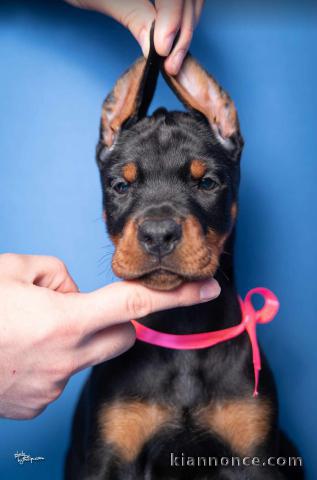 Doberman chiots à vendre