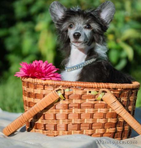 Chien chinois à crête chiot femelle