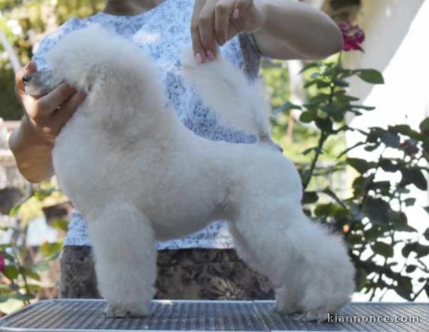 Caniche nain blanc chiots