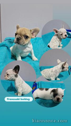 Bouledogue Français chiots à vendre