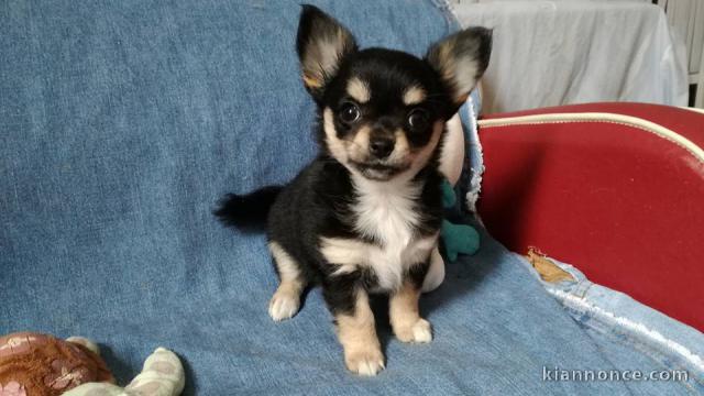 A donner chiots chihuahua