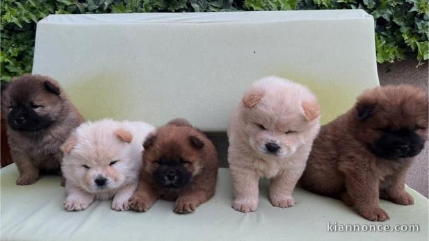 Chow Chow chiots à vendre