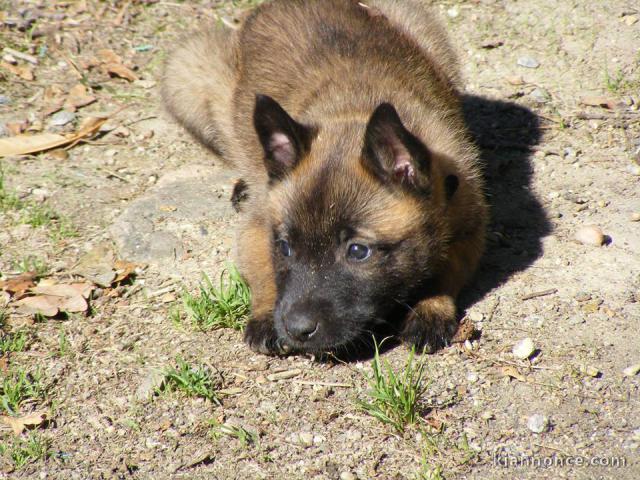 Chiots berger belge à donner 