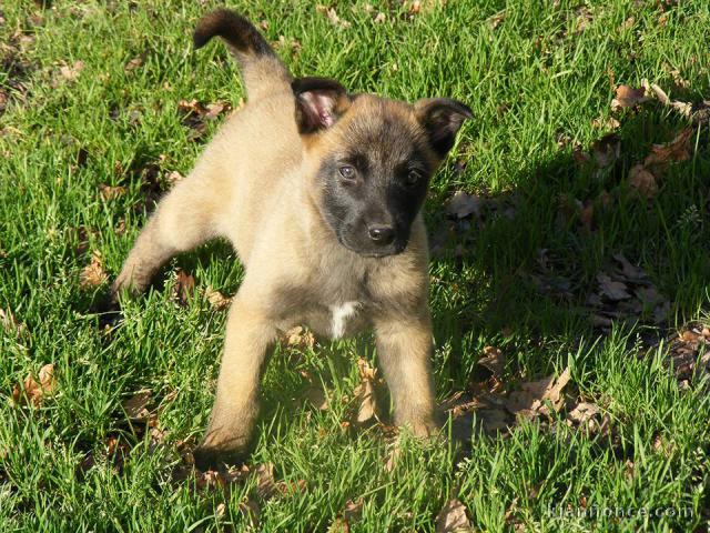 Chiots berger belge à donner 