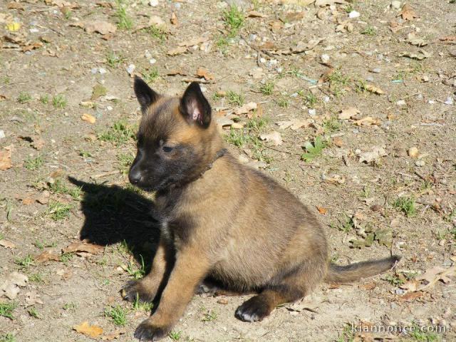 Chiots berger belge à donner 