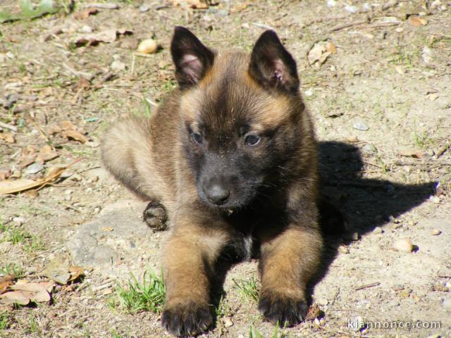 Chiots berger belge à donner 