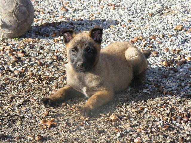 Chiots berger belge à donner 